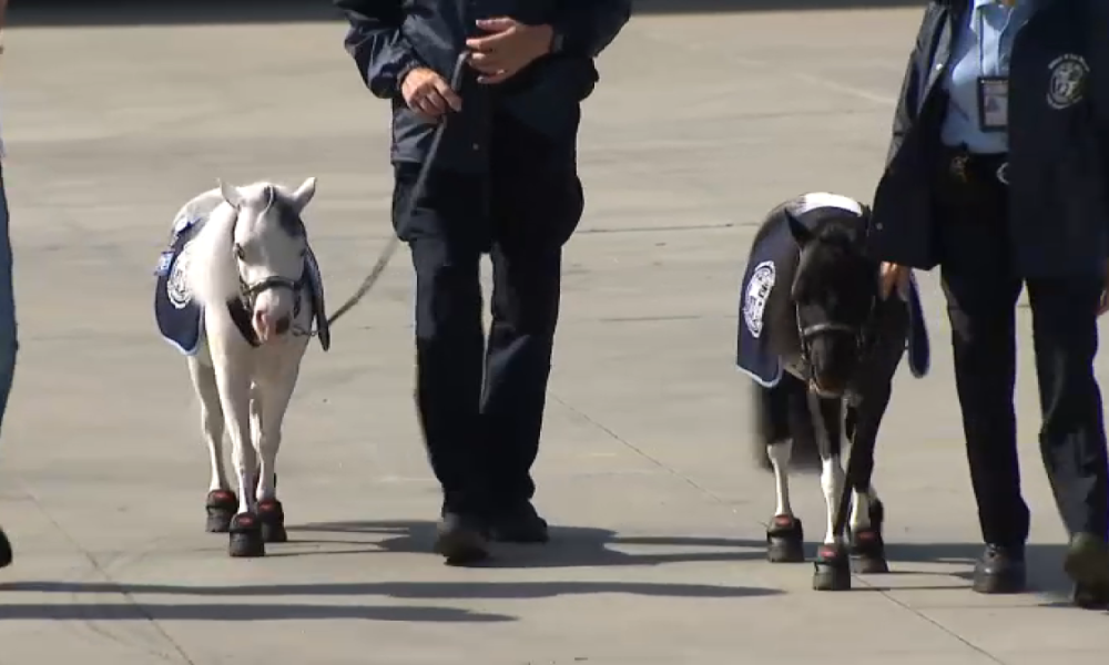 Mini therapy horses provide big help for trauma victims in LA County – NBC Los Angeles