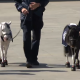 Mini therapy horses provide big help for trauma victims in LA County – NBC Los Angeles