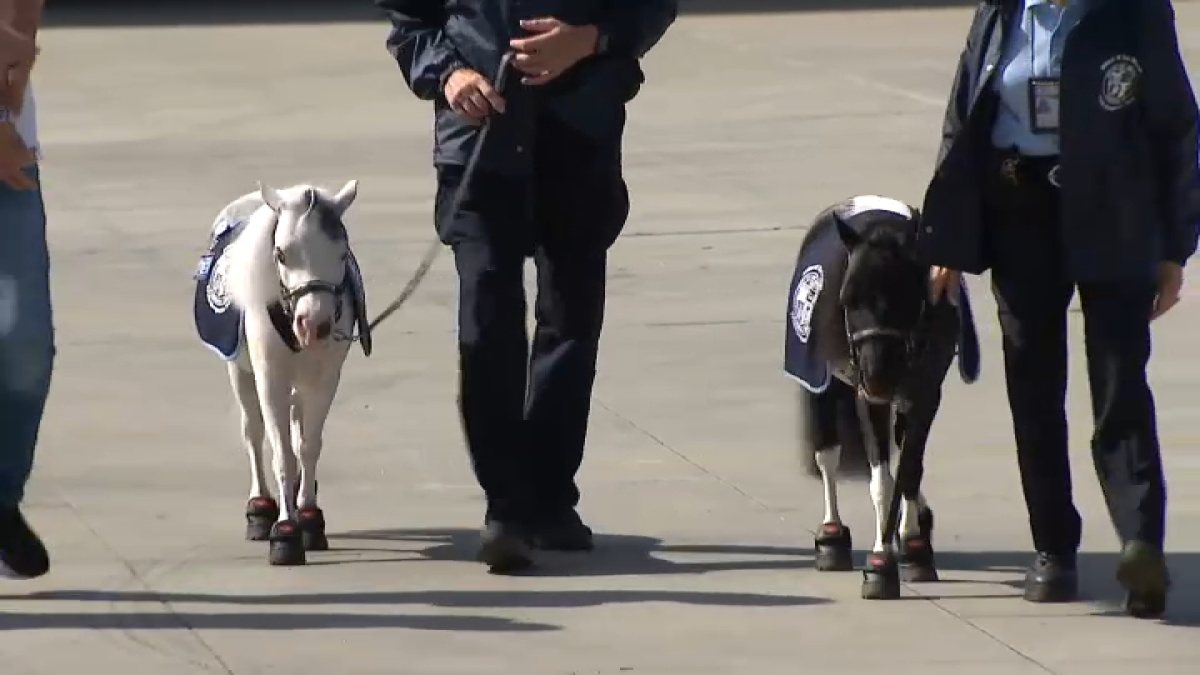 Mini therapy horses provide big help for trauma victims in LA County – NBC Los Angeles