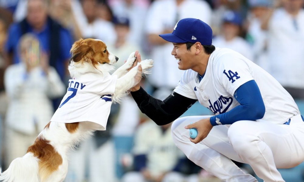 Watch Shohei Ohtani’s dog throw out first pitch – NBC Los Angeles