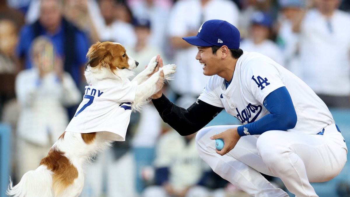 Watch Shohei Ohtani’s dog throw out first pitch – NBC Los Angeles