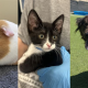 Adoptable pets named after popular foods – NBC Los Angeles