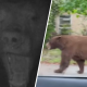 Bear hides out under couple’s Sierra Madre house – NBC Los Angeles