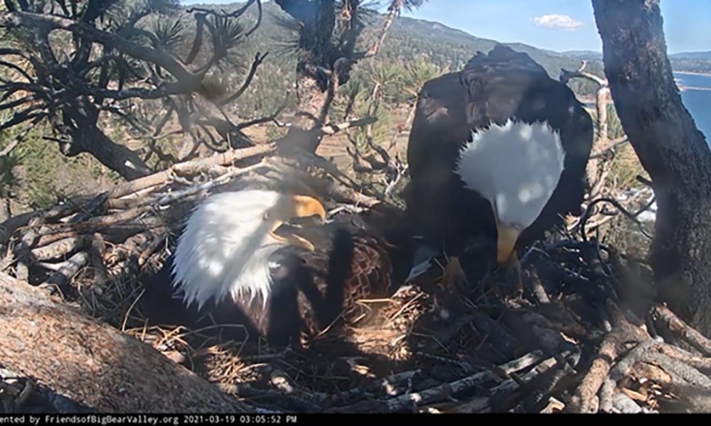 Big Bear bald eagles’ safety in Line Fire – NBC Los Angeles