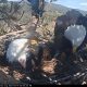 Big Bear bald eagles’ safety in Line Fire – NBC Los Angeles