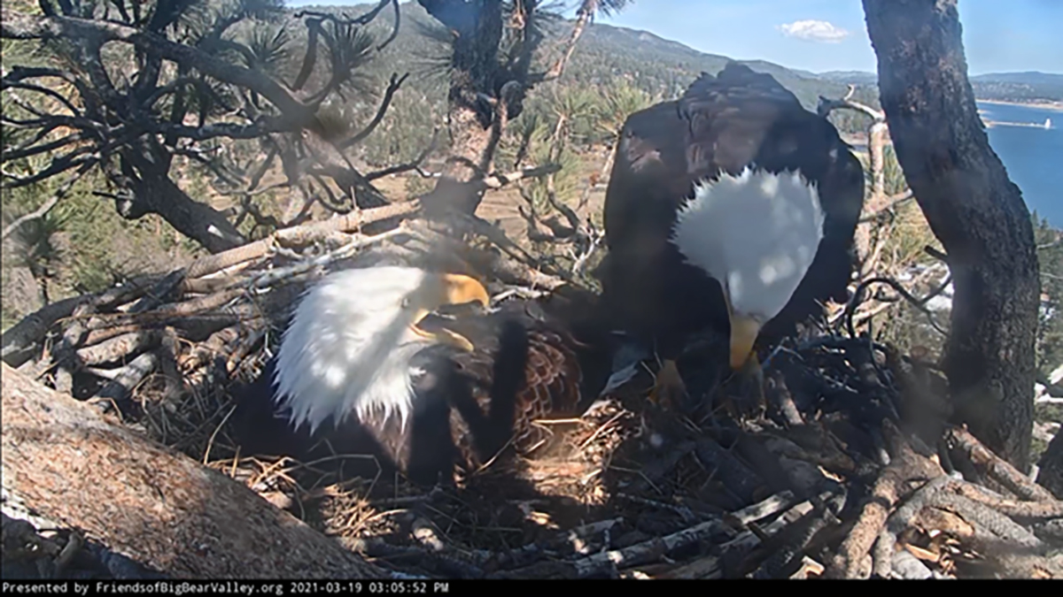 Big Bear bald eagles’ safety in Line Fire – NBC Los Angeles