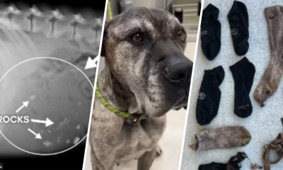 Dog with big appetite for socks, rocks rescued in Ventura County – NBC Los Angeles