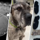 Dog with big appetite for socks, rocks rescued in Ventura County – NBC Los Angeles