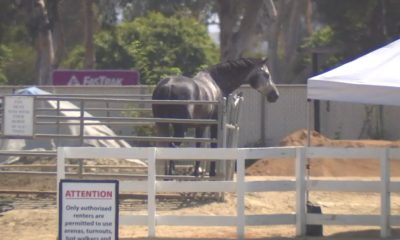 Equestrian owners sue OC Fair & Event Center over stable rental dispute – NBC Los Angeles