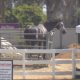 Equestrian owners sue OC Fair & Event Center over stable rental dispute – NBC Los Angeles