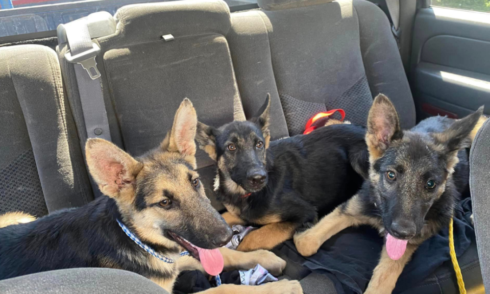 German shepherd puppies found by dumpster in San Dimas – NBC Los Angeles