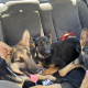 German shepherd puppies found by dumpster in San Dimas – NBC Los Angeles