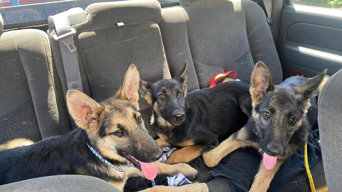 German shepherd puppies found by dumpster in San Dimas – NBC Los Angeles