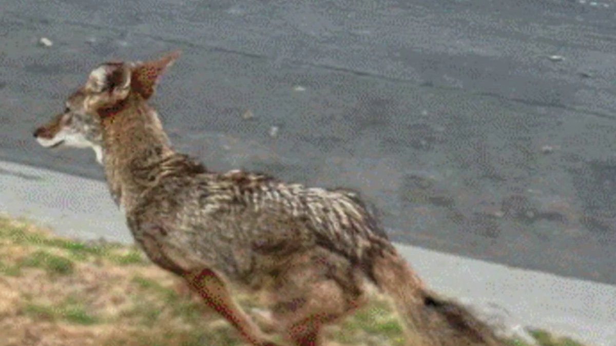 Hancock Park residents on high alert following constant coyote sightings – NBC Los Angeles