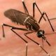 Health officials confirm fourth case of dengue in LA County – NBC Los Angeles