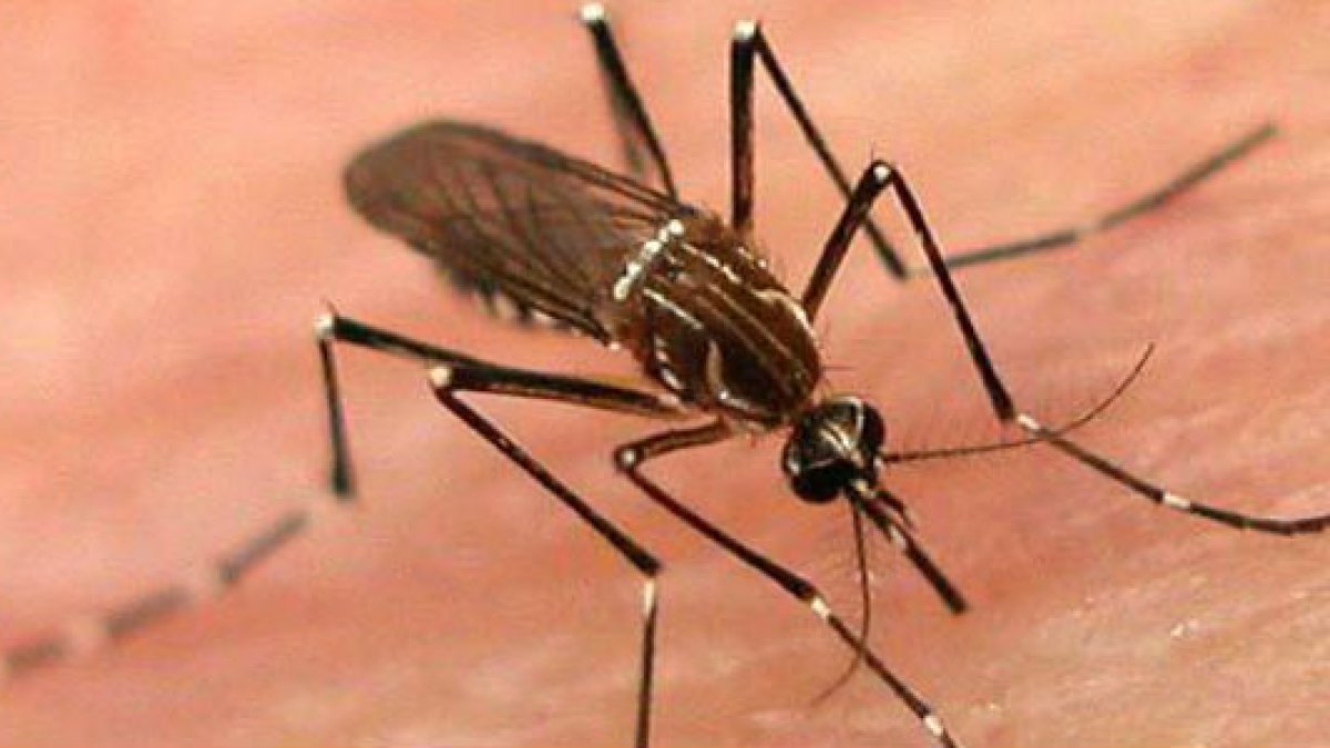 Health officials confirm fourth case of dengue in LA County – NBC Los Angeles