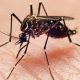 Los Angeles County now has 3 locally acquired dengue cases – NBC Los Angeles