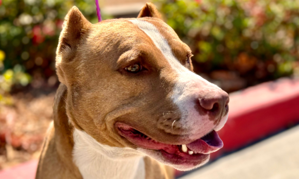 Pit bull found near Line Fire is up for adoption – NBC Los Angeles