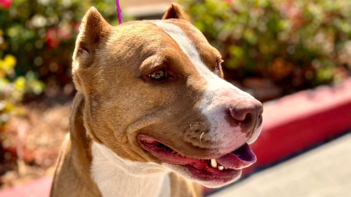 Pit bull found near Line Fire is up for adoption – NBC Los Angeles