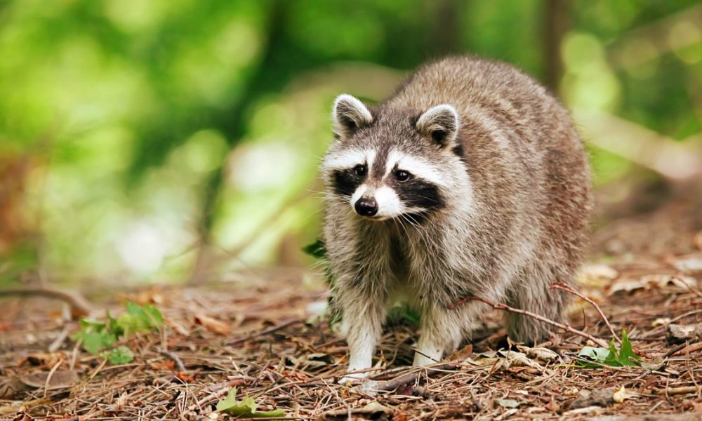 Rare disease inked to racoons found in Los Angeles County – NBC Los Angeles