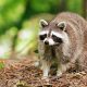 Rare disease inked to racoons found in Los Angeles County – NBC Los Angeles