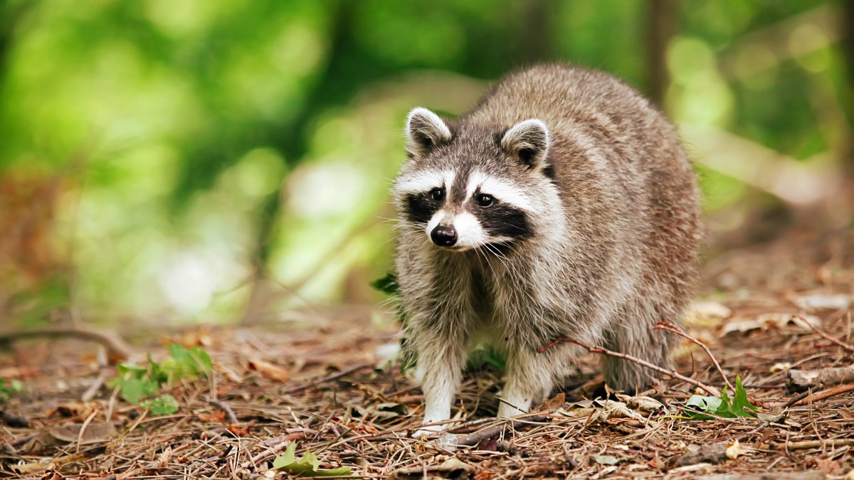 Rare disease inked to racoons found in Los Angeles County – NBC Los Angeles