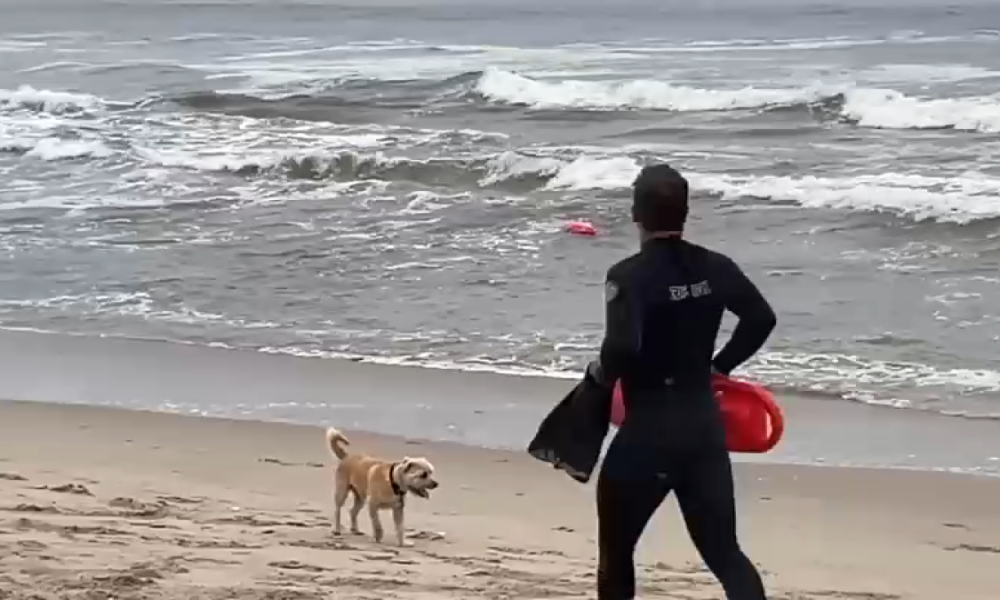 Santa Monica lifeguards lead effort to get first responder status – NBC Los Angeles