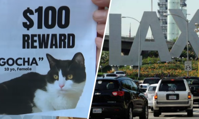 Search for cat who went missing after carrier broke at LAX – NBC Los Angeles