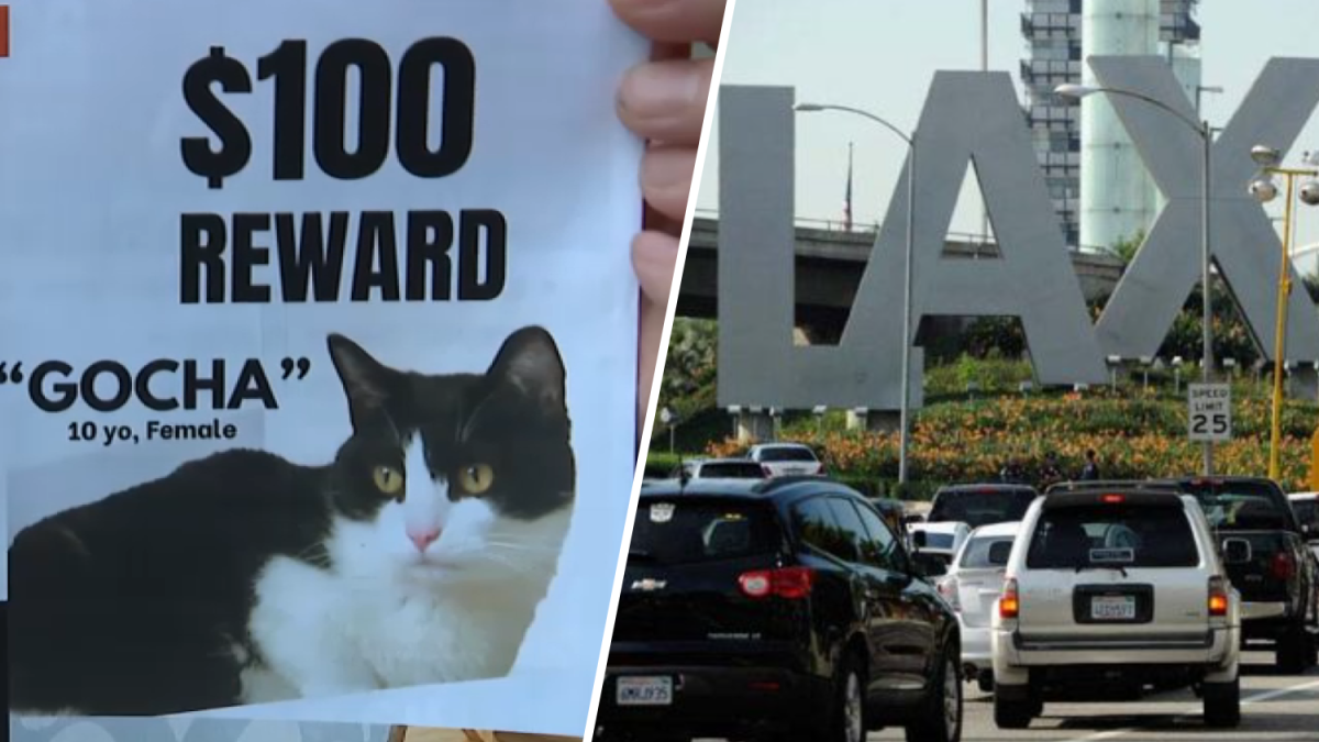 Search for cat who went missing after carrier broke at LAX – NBC Los Angeles