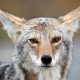 See where coyotes are spotted most in LA County – NBC Los Angeles