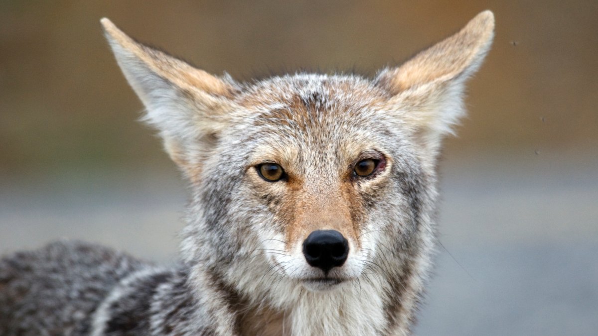 See where coyotes are spotted most in LA County – NBC Los Angeles