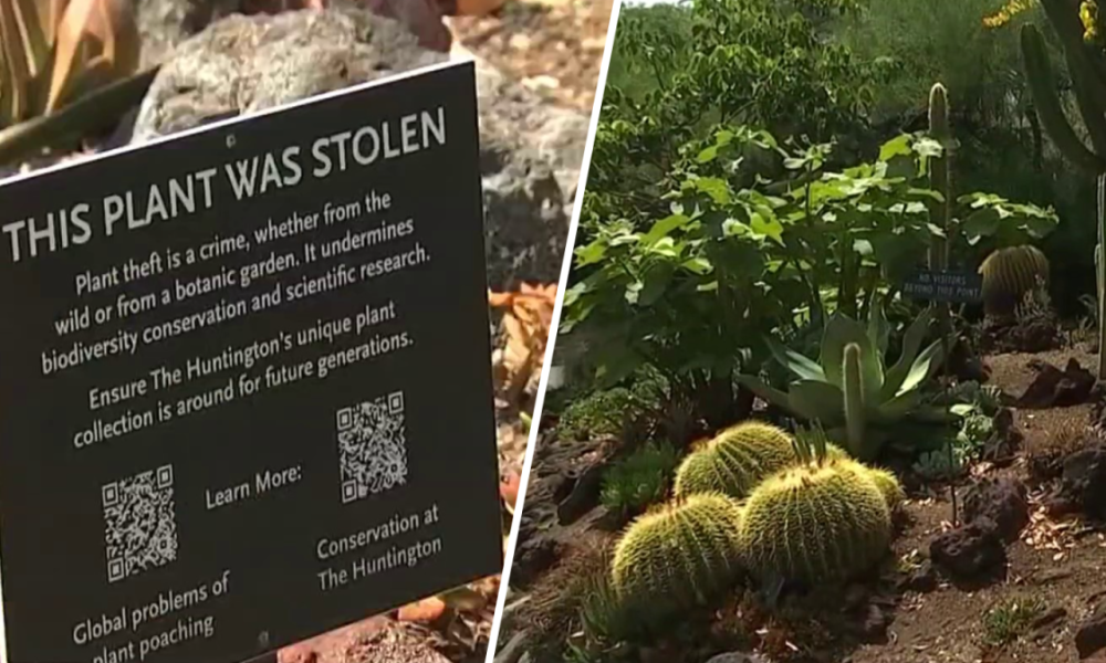 Thieves steal plants at Huntington Botanical Gardens – NBC Los Angeles