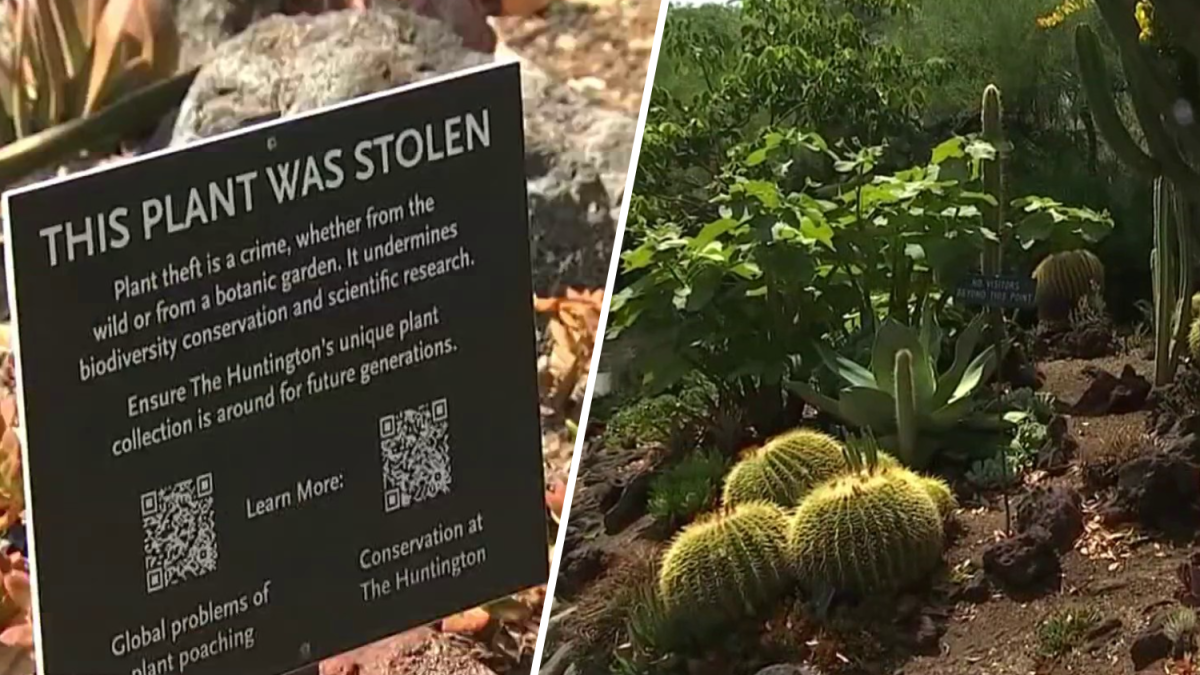 Thieves steal plants at Huntington Botanical Gardens – NBC Los Angeles