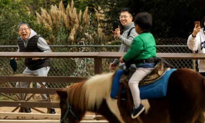 What will replace Pony Rides at Griffith Park? – NBC Los Angeles