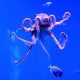 Why Newsom signed a bill to ban octopus farming in California – NBC Los Angeles