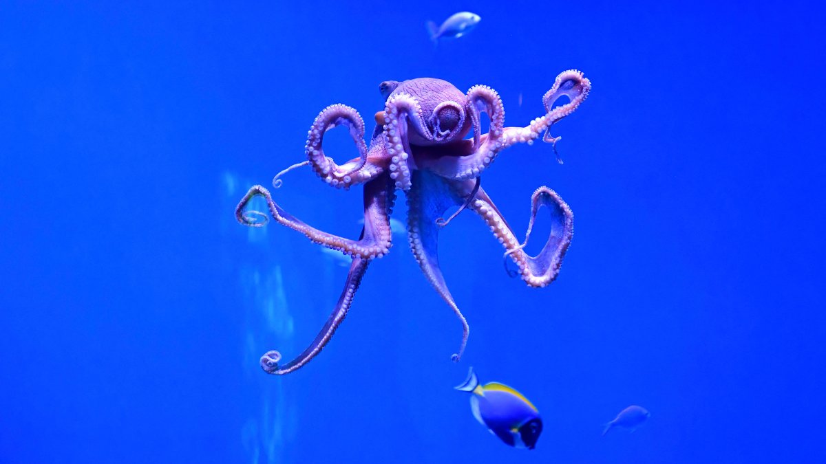 Why Newsom signed a bill to ban octopus farming in California – NBC Los Angeles