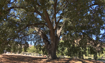 ‘Old Glory’ oak tree in Stevenson Ranch named historic landmark – NBC Los Angeles