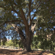 ‘Old Glory’ oak tree in Stevenson Ranch named historic landmark – NBC Los Angeles