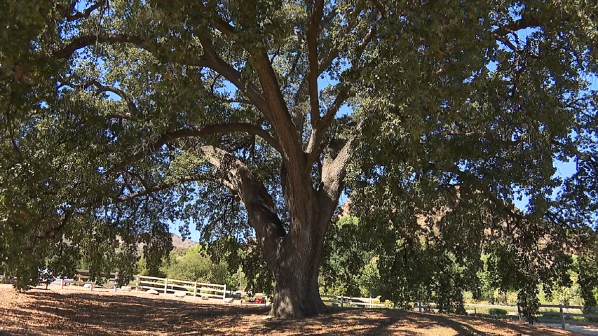 ‘Old Glory’ oak tree in Stevenson Ranch named historic landmark – NBC Los Angeles