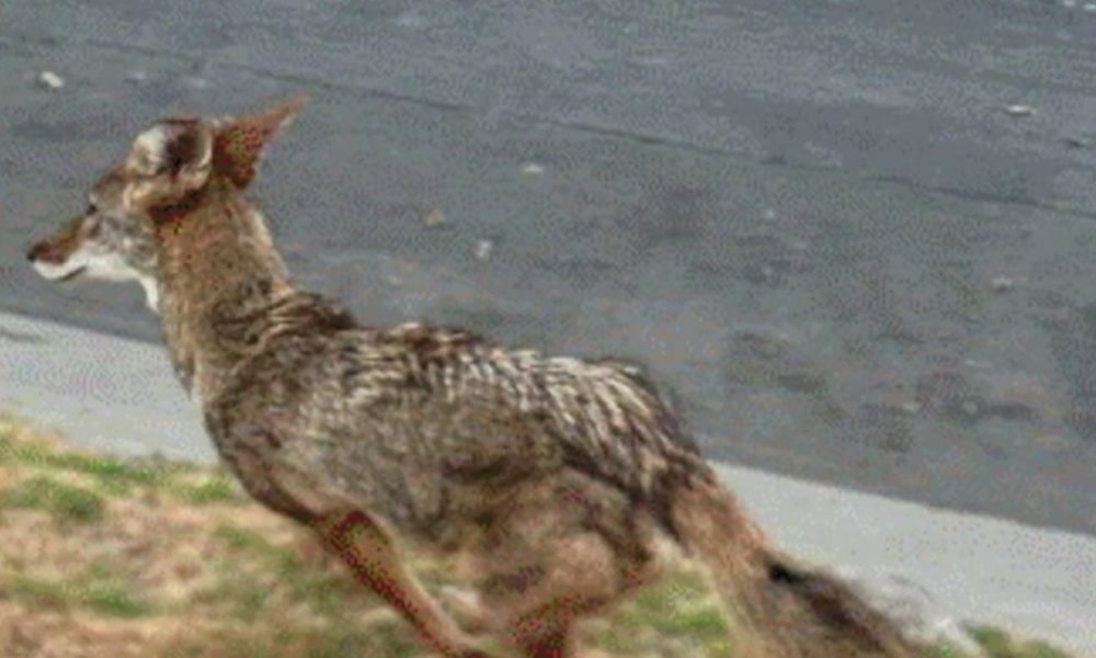 Hancock Park residents on high alert following constant coyote sightings – NBC Los Angeles