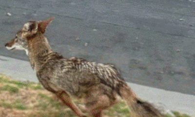 Hancock Park residents on high alert following constant coyote sightings – NBC Los Angeles