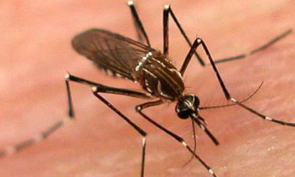 Health officials confirm fourth case of dengue in LA County – NBC Los Angeles