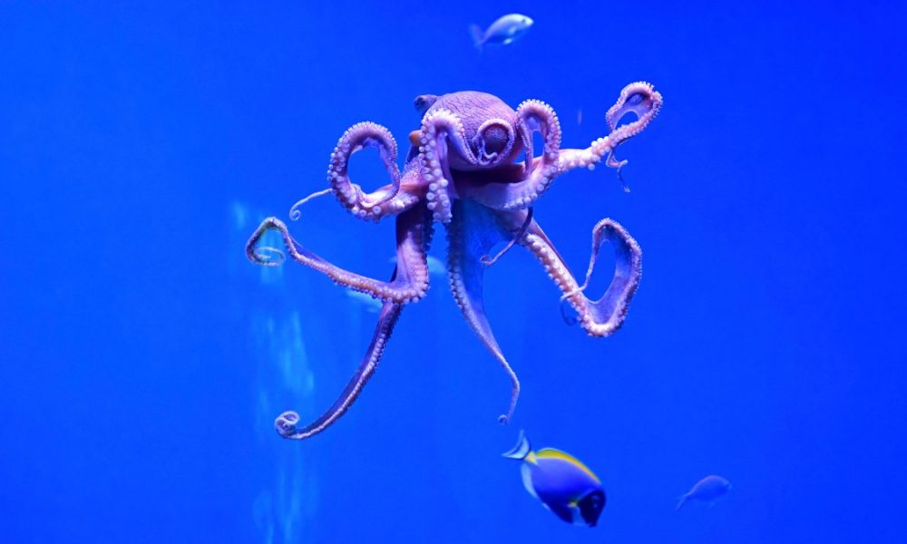 Why Newsom signed a bill to ban octopus farming in California – NBC Los Angeles