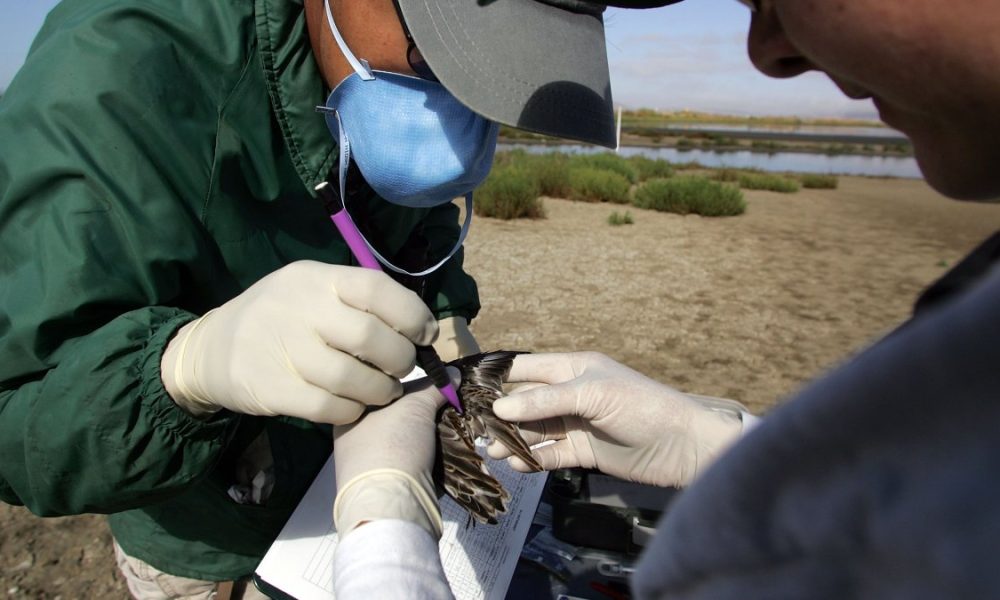 California now has 2 confirmed cases of bird flu – NBC Los Angeles