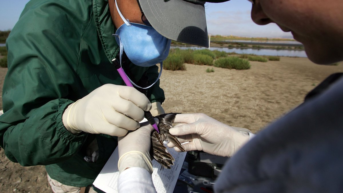 California now has 2 confirmed cases of bird flu – NBC Los Angeles