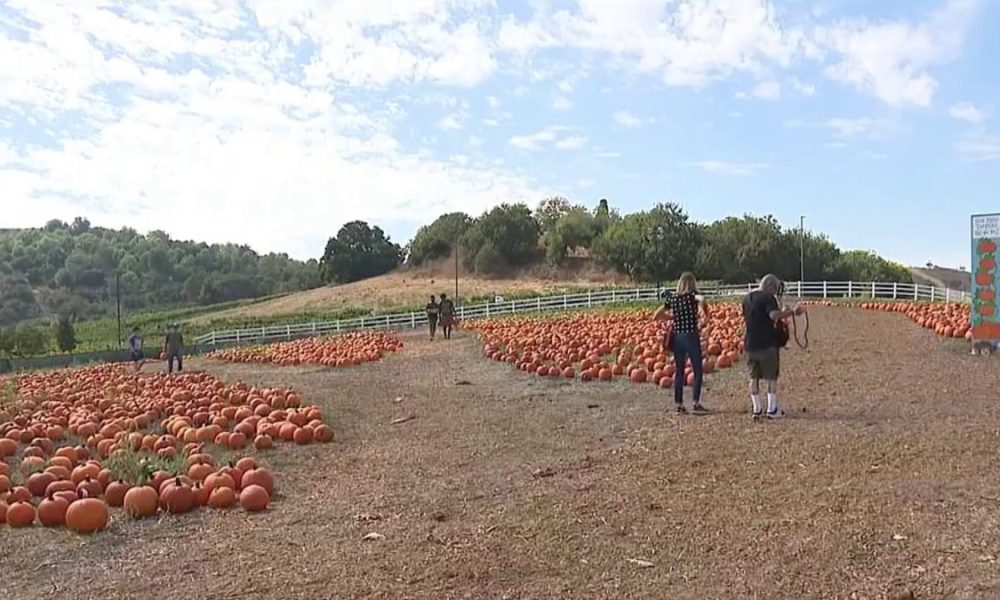 Heat won’t squash fun at Cal Poly Pomona pumpkin patch – NBC Los Angeles