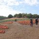 Heat won’t squash fun at Cal Poly Pomona pumpkin patch – NBC Los Angeles