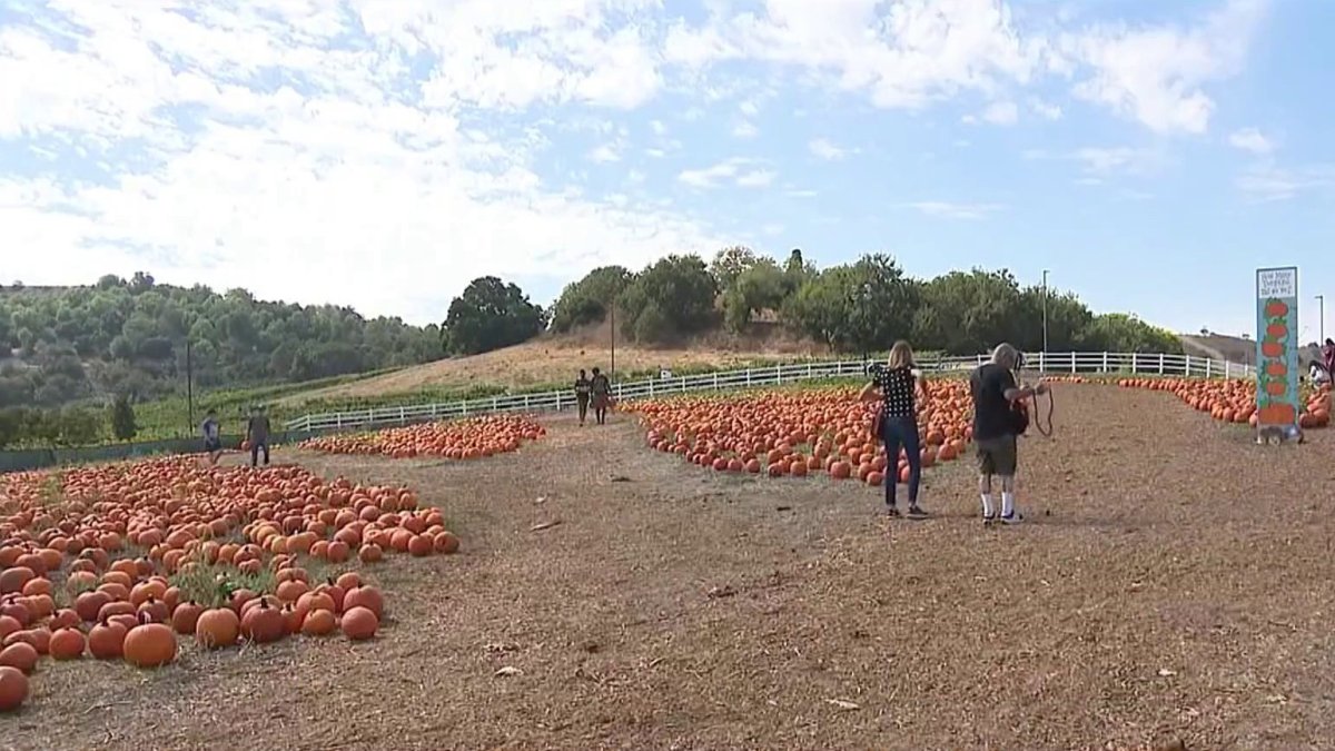 Heat won’t squash fun at Cal Poly Pomona pumpkin patch – NBC Los Angeles