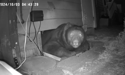 Monrovia couple finds 300-pound bear in crawl space – NBC Los Angeles