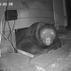 Monrovia couple finds 300-pound bear in crawl space – NBC Los Angeles